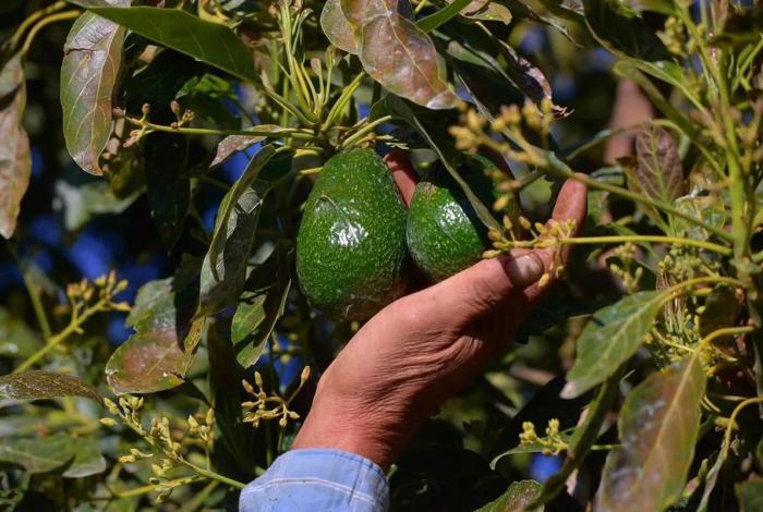 Bedolla busca proteger y distinguir aguacate michoacano con Indicación Geográfica