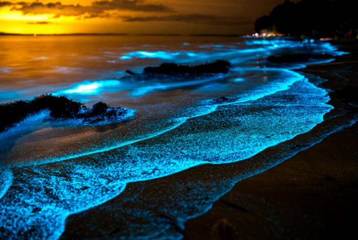 Bioluminiscencia y Cambio Climático: El riesgo de las playas azules