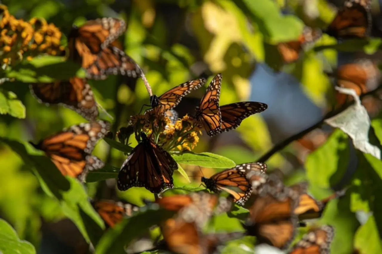 Biosfera de la Monarca, un tesoro natural que cumple 17 años como Patrimonio Mundial: Sectur
