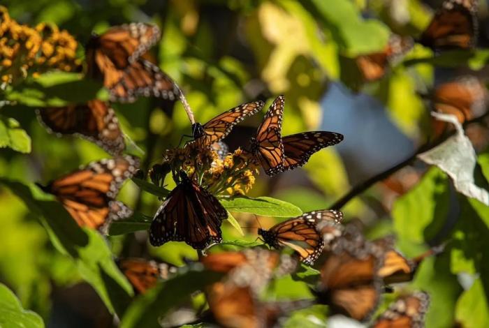 Biosfera de la Monarca, un tesoro natural que cumple 17 años como Patrimonio Mundial