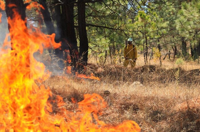 Brigadas apagan 9 incendios forestales y controlan 6 en Michoacán