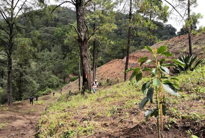 Busca Bedolla acabar con la mafia inmobiliaria que daña al medio ambiente