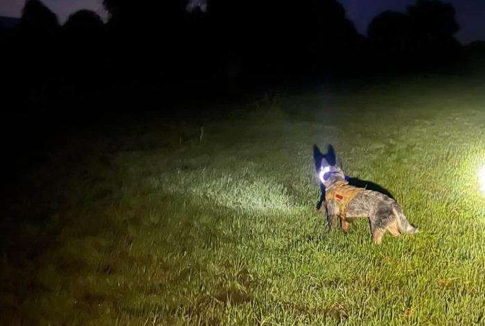 Buscan con binomios K9 a adulto mayor extraviado en Pátzcuaro