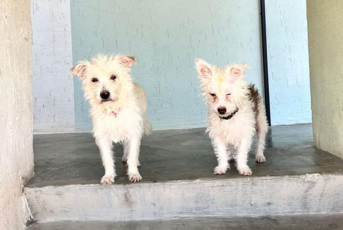 ¿Buscas un mejor amigo? Lomitos y michis te esperan este domingo en el Parque 150