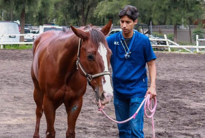 Caballo de la Guardia Civil cae durante operativo, pero no resulta lesionado