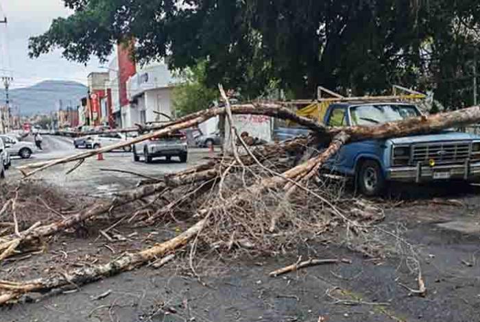 Cae árbol sobre camioneta en la colonia Eréndira de Morelia