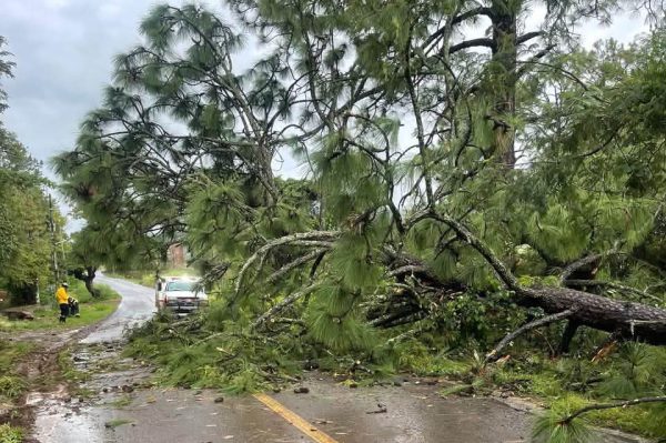 Cae enorme pino y bloquea por completo carretera en Tacámbaro