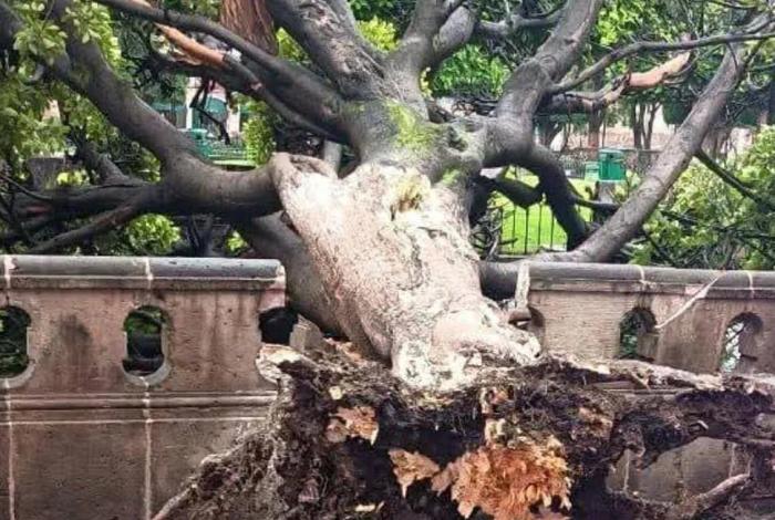 Caen 8 árboles por lluvias de las últimas horas en Morelia: PC