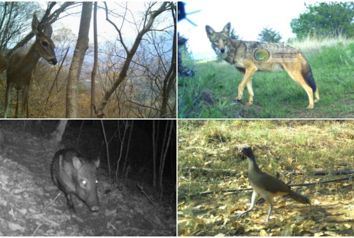Cámaras trampa captan venados, pumas, zorrillos, gavilanes y otras especies en Michoacán