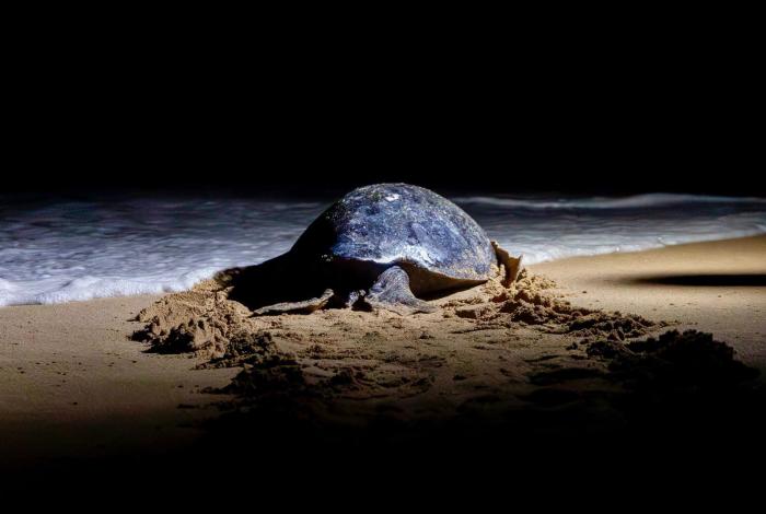 Campamentos tortugueros de Michoacán liberaron casi 5 mil tortugas laúd