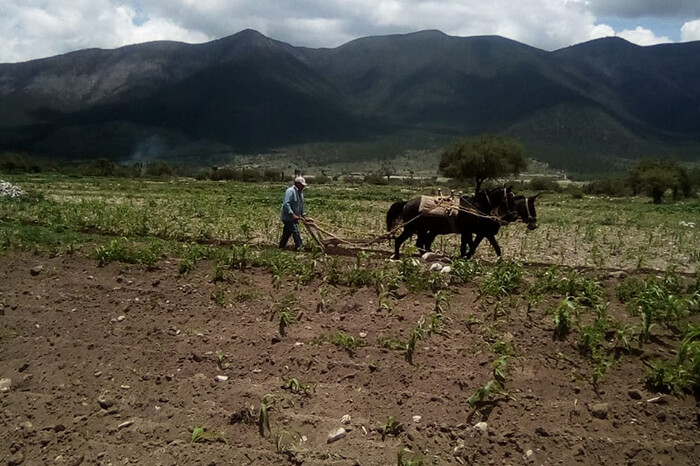  Campesinos aseguran que se pierden 70 de cada 100 litros de agua de riego en la región Ciénega de Chapala