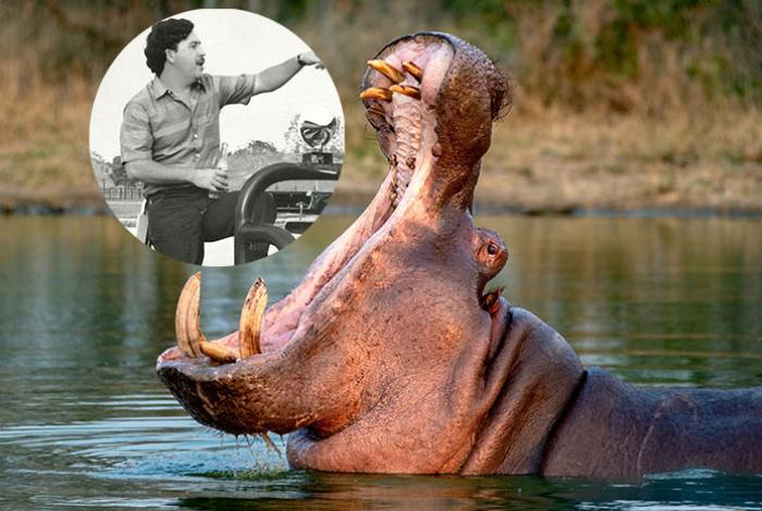 Capricho de Pablo Escobar con 4 hipopótamos lleva a Colombia a matar 80 ejemplares 30 años después