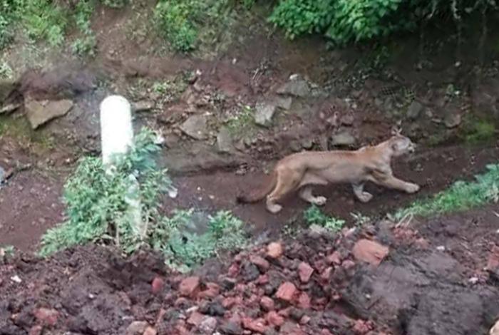 Captan a puma con su cría entre huertas de aguacate en Tancítaro