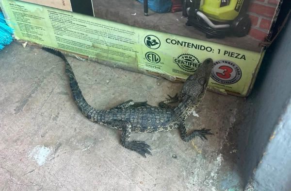 Capturan cría de cocodrilo en Tarímbaro