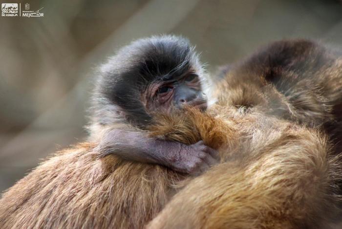 Celebra Zoológico de Morelia el nacimiento de una tierna cría de mono capuchino