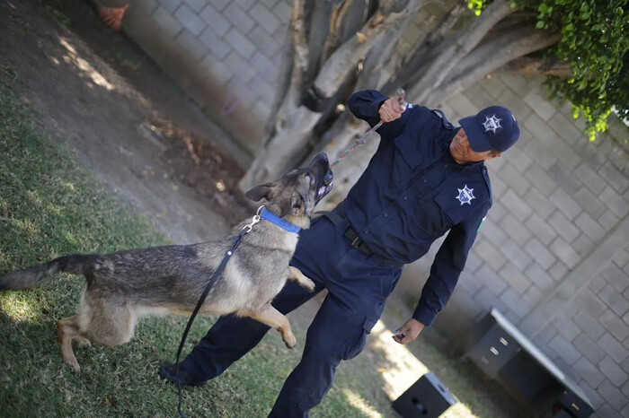  Chantal y Billie, refuerzos caninos en la seguridad de Michoacán