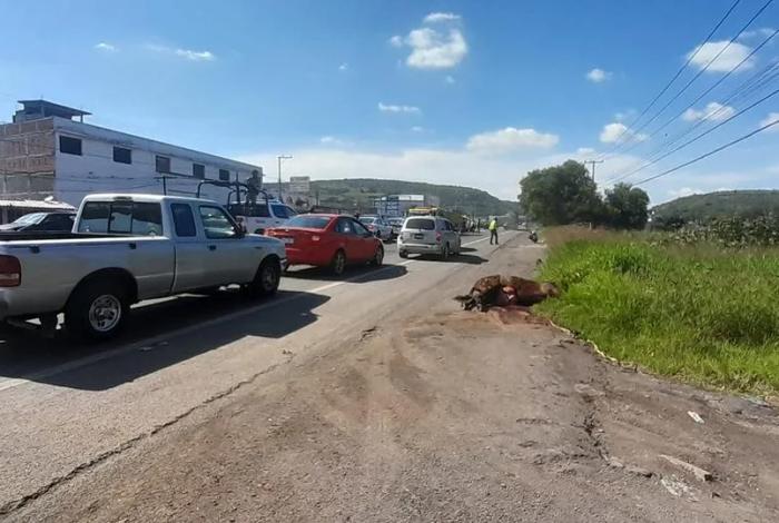 Choca contra una vaca y genera caos vial en la Morelia-Salamanca