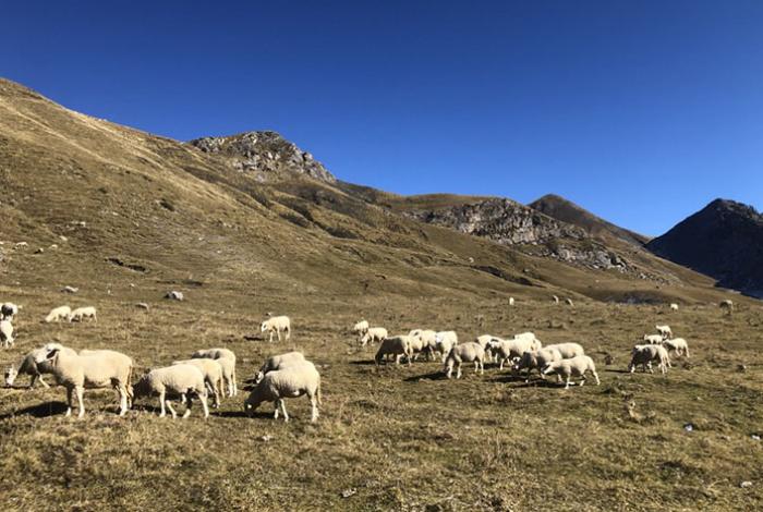 Científicos alertan de los riesgos (y oportunidades) de la ‘despoblación’ ganadera