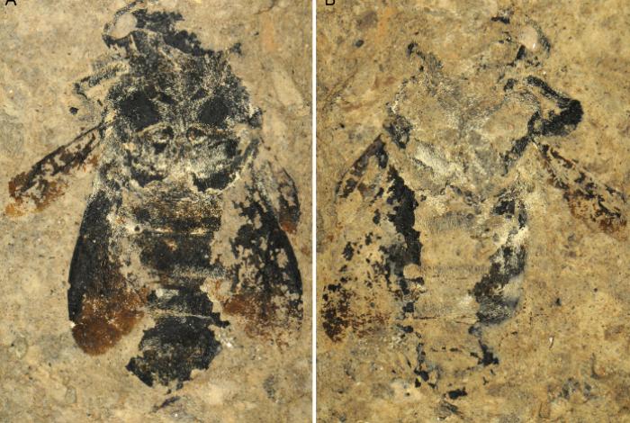 Científicos descubren 70 nuevas especies: Muchas descubiertas en Latinoamérica