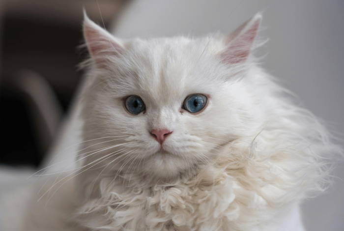 Cinco actividades para celebrar tu vínculo más maullador