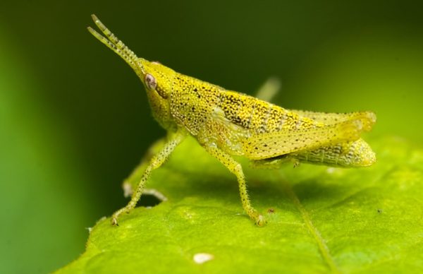 Cisteil Xinum: la historia de una vida dedicada a comprender la biodiversidad