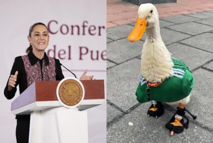 Claudia Sheinbaum responde a críticas por colectivos de búsqueda y el pato Merlín