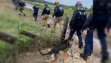 Clave el rol de los perros rescatistas mexicanos en las inundaciones de Texas