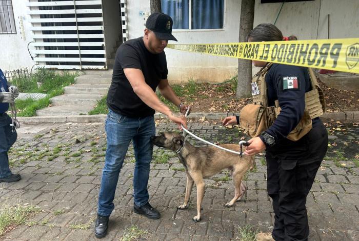 Colaboran IMPA y FGE por el bien animal; tras reporte, rescataron 4 perros en situación vulnerable.