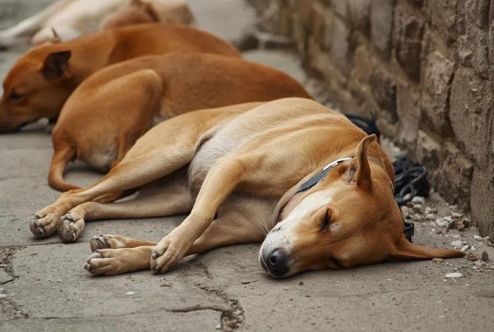 Colectivos denuncian envenenamiento masivo de perros en Apatzingán y Nueva Italia; exigen intervención de la FGE