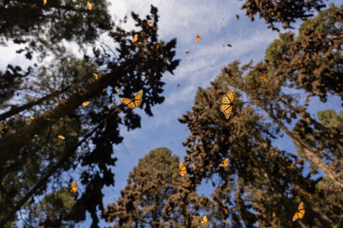 ¿Cómo llegar a los santuarios de la mariposa monarca?, aquí te explicamos las rutas