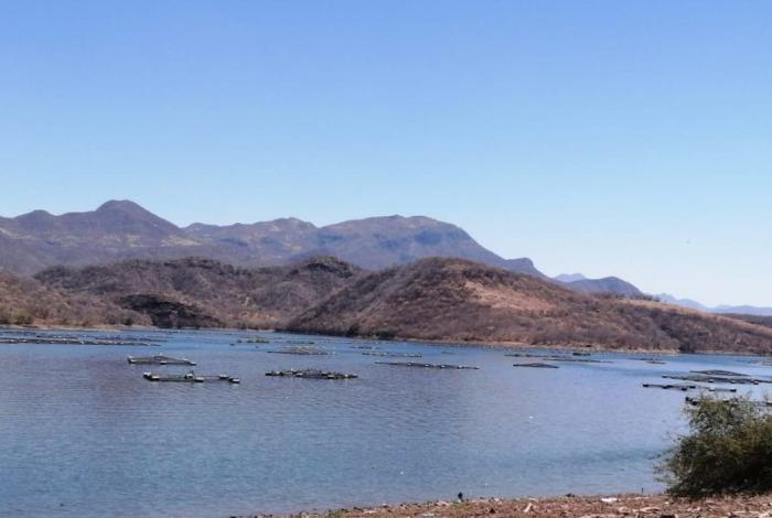 Compesca siembra 200 mil crías de tilapia en la Presa del Gallo en Tiquicheo