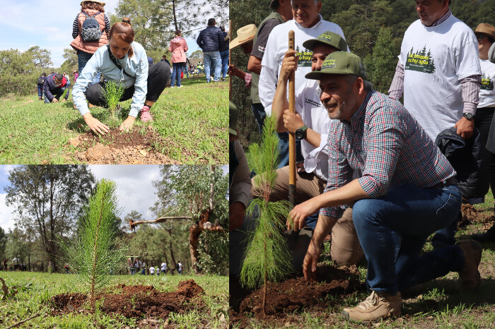 Con 12 millones de pesos, se plantaron más de 2 millones de árboles 2024: Secma