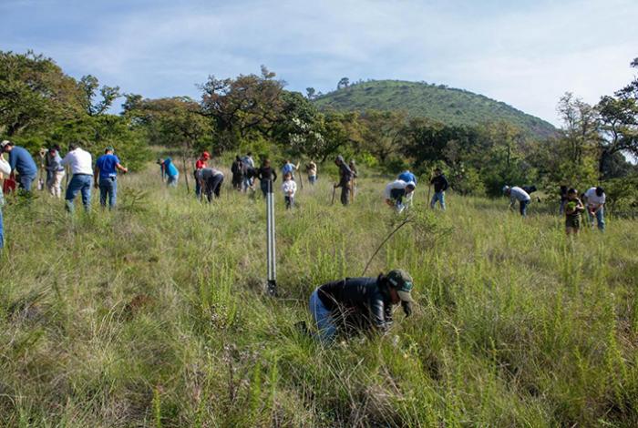 Con 8 mil árboles, jóvenes reforestan bosque en Hidalgo; el 2 de agosto será en 14 municipios