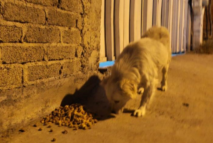 Con ‘Pancitas Llenas’, distribuirán 2500 cenas de Año Nuevo a suaves lomitos y michis