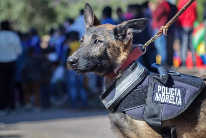 Congeladas, propuestas para evitar el maltrato animal