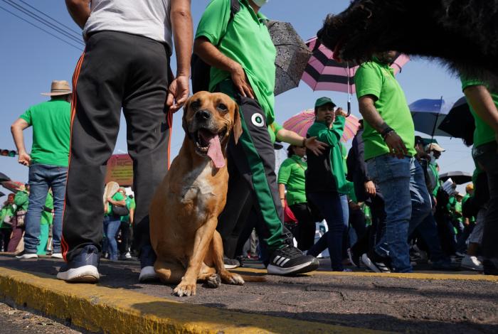 Congreso de Michoacán prohíbe llevar perritos a marchas y plantones