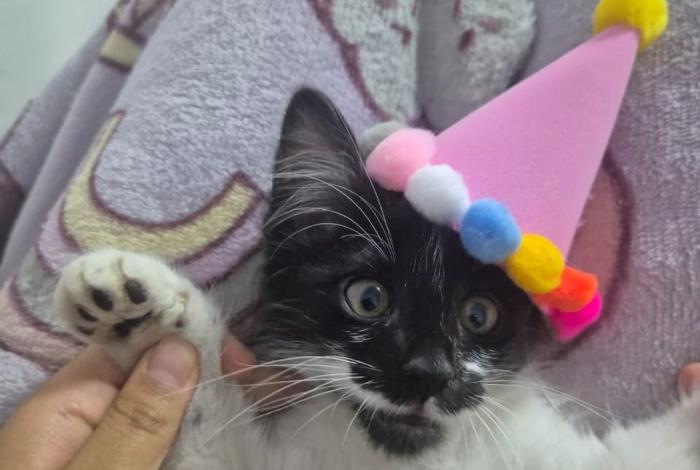 🐱🐕‍🦺 Conoce a estas chuladas y llena tu hogar de amor🐕🐱