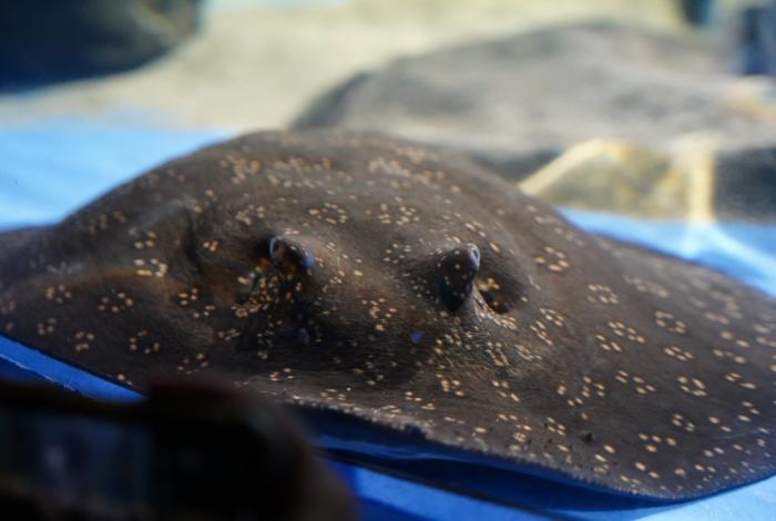 Conoce a la Raya Amazónica en la Pecera 360 del Zoo de Morelia