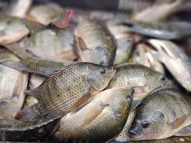 Conoce dónde puedes comprar pescado fresco a precios económicos en Morelia