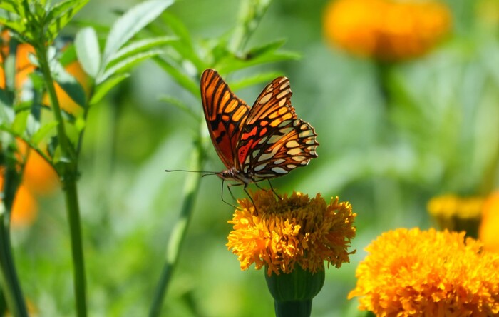 Conoce la Ruta de la Flor en Michoacán