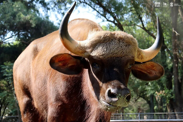  Conoce los impresionantes bisontes de la India que llegan al Zoológico de Morelia