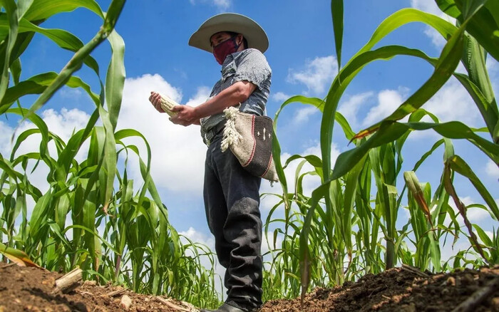 ¿Conoces lo que consumes? Análisis sobre la seguridad alimentaria en México