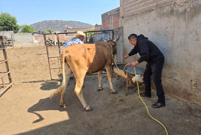Continúa Saderm con programa gratuito de mejoramiento genético de ganado de Morelia