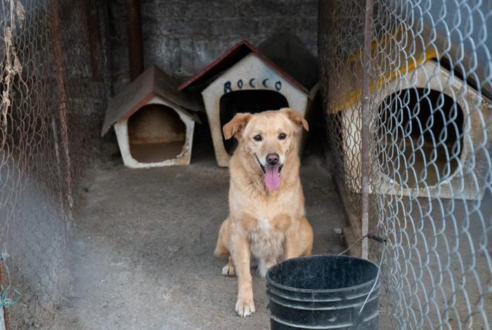 Contra el reloj: 10 lomitos a punto de perder su único hogar en Morelia