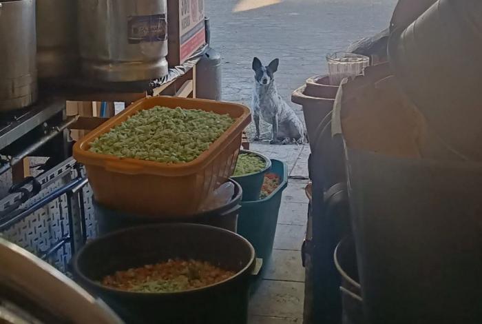 Corazones y barrigas de suaves lomitos de la calle serán felices