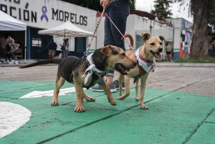 ¡Córrele por tu mejor amigo y sus vacunas! Arranca en Morelia Adopción Michican