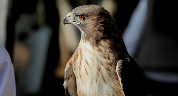 Corren en el zoo para proteger al águila real