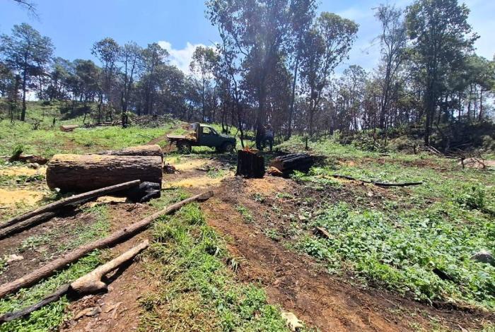 Crimen organizado y crisis ambiental