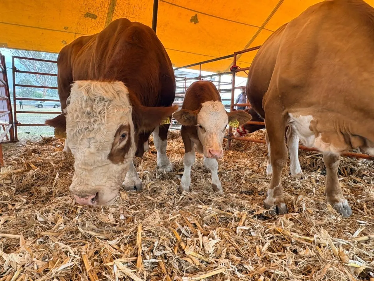 Culmina con éxito “Expo Agrotegan 2026”
