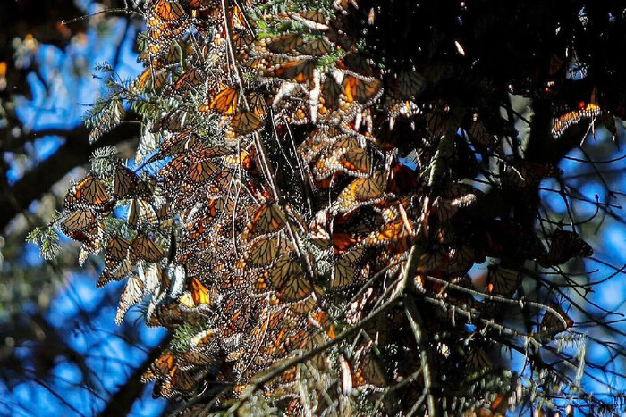  Cumple Biosfera de la Monarca 16 años como Patrimonio Mundial de la Humanidad